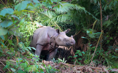 Merawat Hutan Menyelamatkan Masa Depan