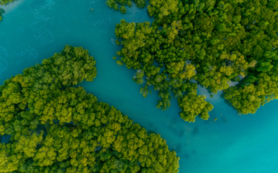 Mangroves: The Key to Blue Carbon for Earth’s Sustainability