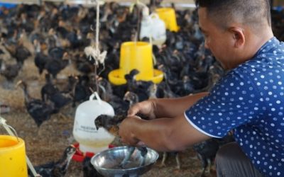 PT Hindoli Cargill dan Filantra Dorong UMKM Ternak Mandiri Lewat Program Ternakpreneur